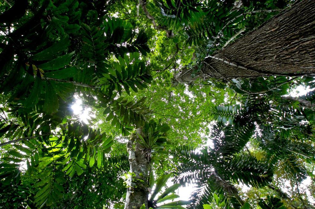 Selva Bananito Lodge Westfalia Zewnętrze zdjęcie